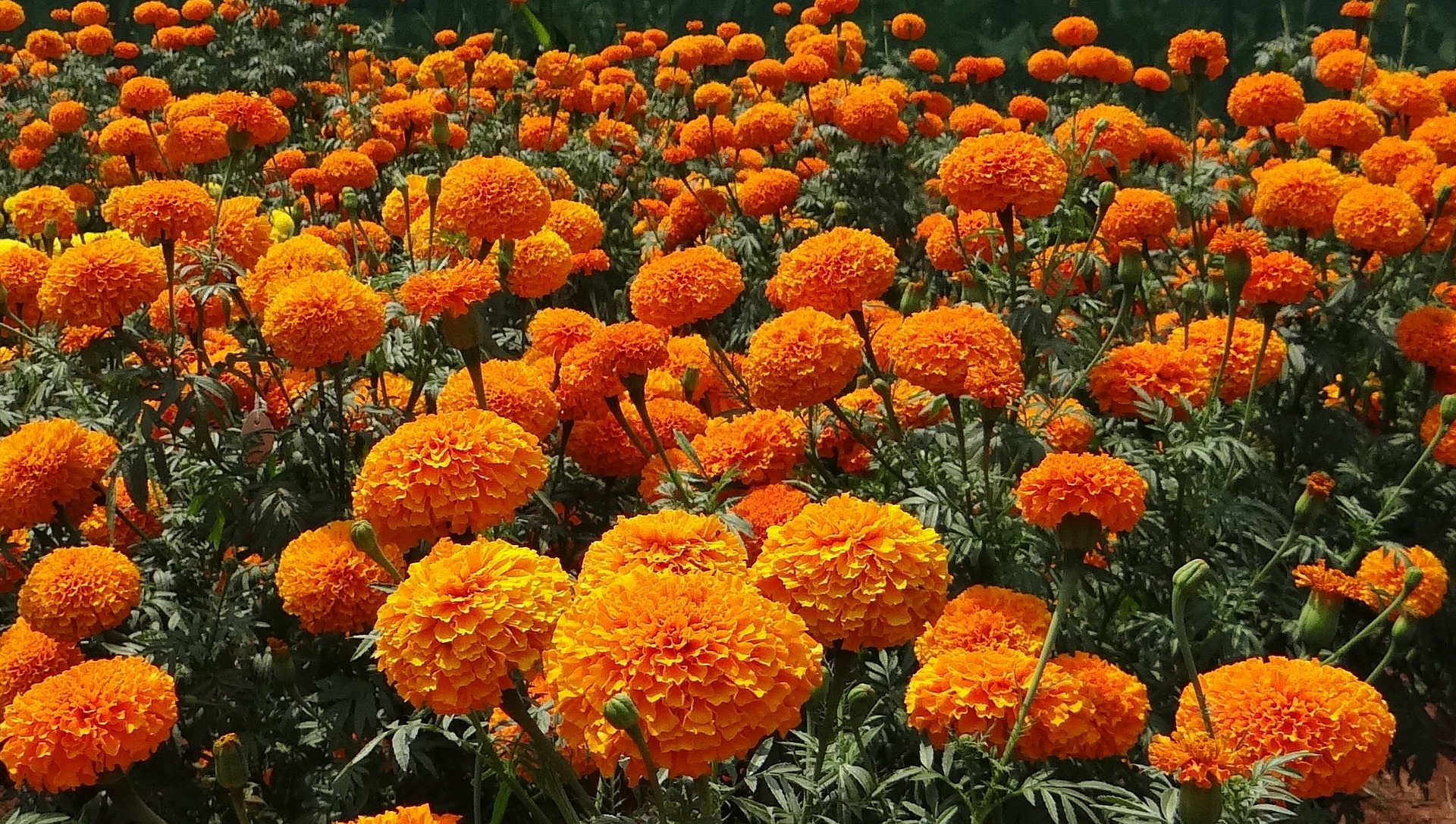marigold-320668_1920